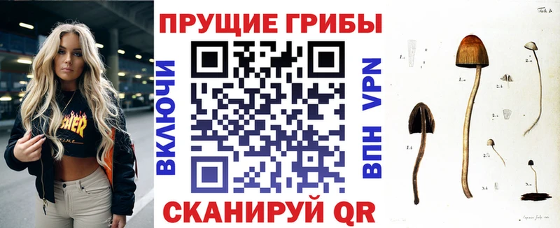 Псилоцибиновые грибы Psilocybe Лянтор
