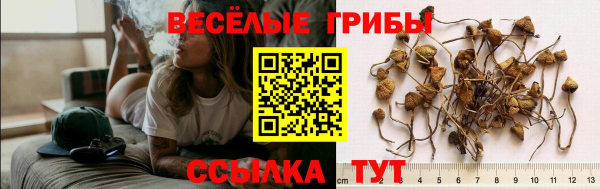 Лянтор  Псилоцибиновые грибы Cubensis  Вход с VPN 